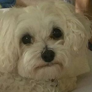 Meet your Posher, Betsy